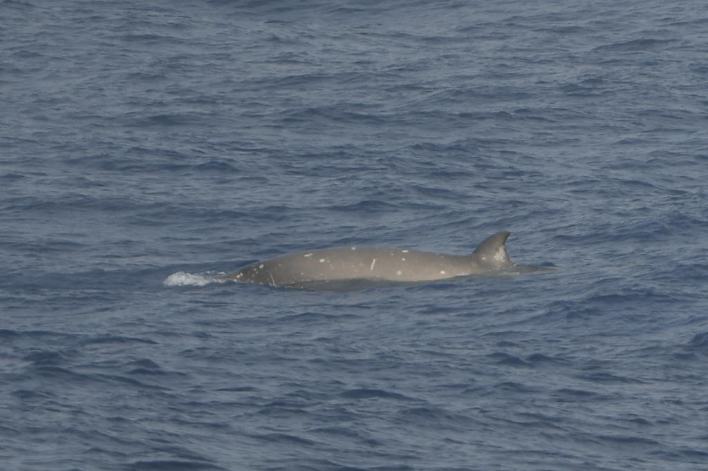 Southern bottlenose whale surfacing in open grey water