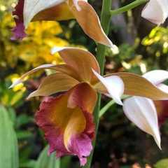 Collabieae