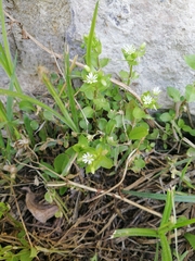 Stellaria media