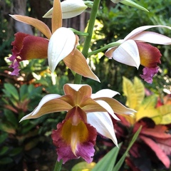 Collabieae