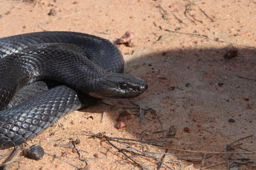 Blue-bellied Black Snake sighting