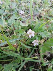 Erodium cicutarium
