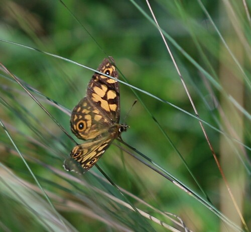 Oreixenica lathoniella herceus