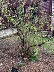 Prunus triloba