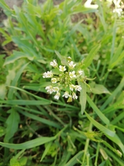 Capsella bursa-pastoris