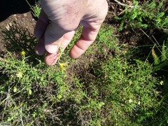 Osteospermum spinosum