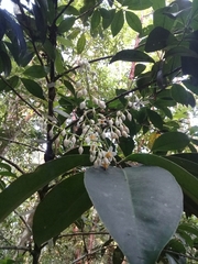 Ardisia paschalis