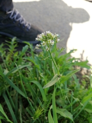 Capsella bursa-pastoris