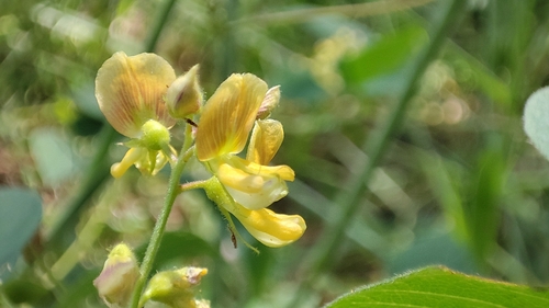 Image of Rhynchosia edulis by (c) Thomaz Ricardo Favreto Sinani, some rights reserved (CC BY)