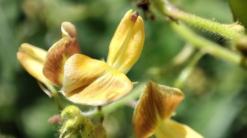 Image of Rhynchosia edulis by (c) Thomaz Ricardo Favreto Sinani, some rights reserved (CC BY)