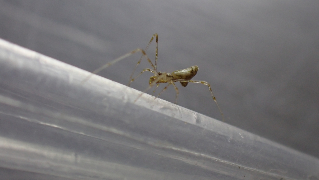Rhomphaea nasica