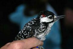 Red-Cockaded Woodpecker photo 4
