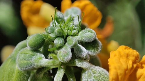 Image of Senna hirsuta by (c) Thomaz Ricardo Favreto Sinani, some rights reserved (CC BY)