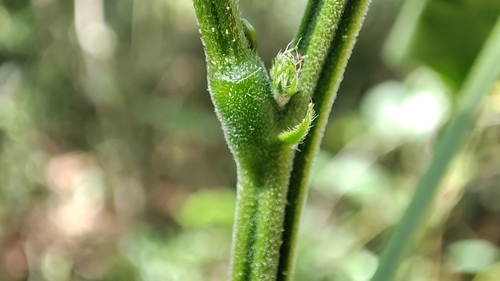 Image of Senna hirsuta by (c) Thomaz Ricardo Favreto Sinani, some rights reserved (CC BY)