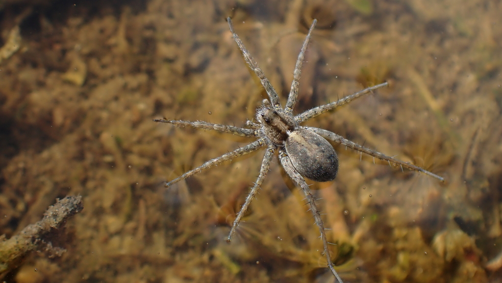 Pardosa cribrata