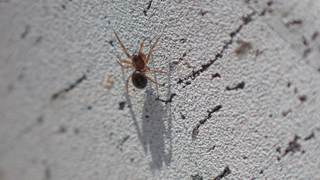 Gongylidiellum murcidum
