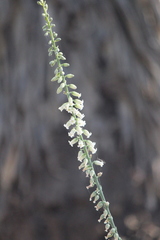 Hemiphylacus latifolius