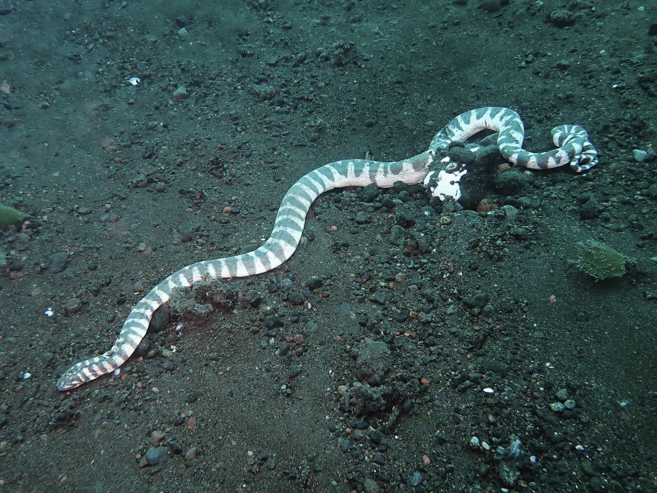 Acrochordus granulatus (Schneider, 1799)