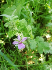 Erodium cicutarium