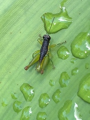 Liebermannacris dorsualis
