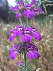 Collinsia tinctoria