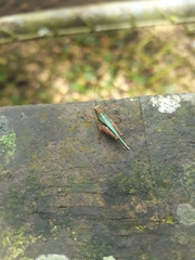 Scaria