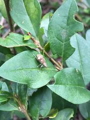 Mimographus
