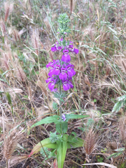 Collinsia tinctoria