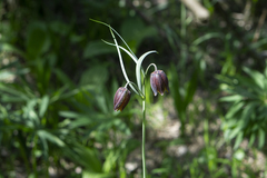Fritillaria montana