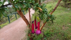 Cantua buxifolia