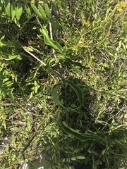 Echites umbellatus
