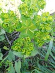 Euphorbia helioscopia