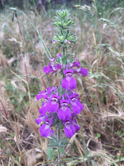 Collinsia tinctoria