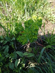 Euphorbia helioscopia