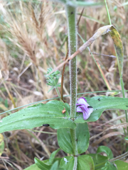 Collinsia tinctoria