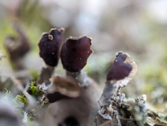 Dog lichen (Peltigera canina)