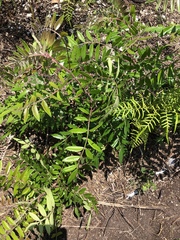 Rhus copallina image