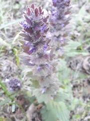 Ajuga orientalis