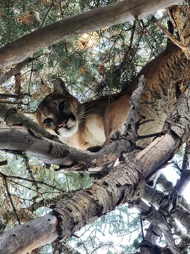 Mountain Lion photographed in Utah