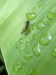 Liebermannacris dorsualis