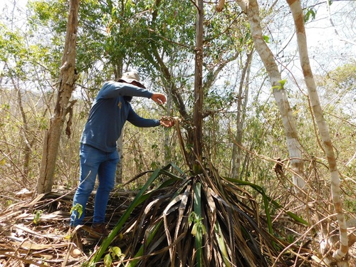 Furcraea cabuya