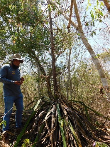 Furcraea cabuya