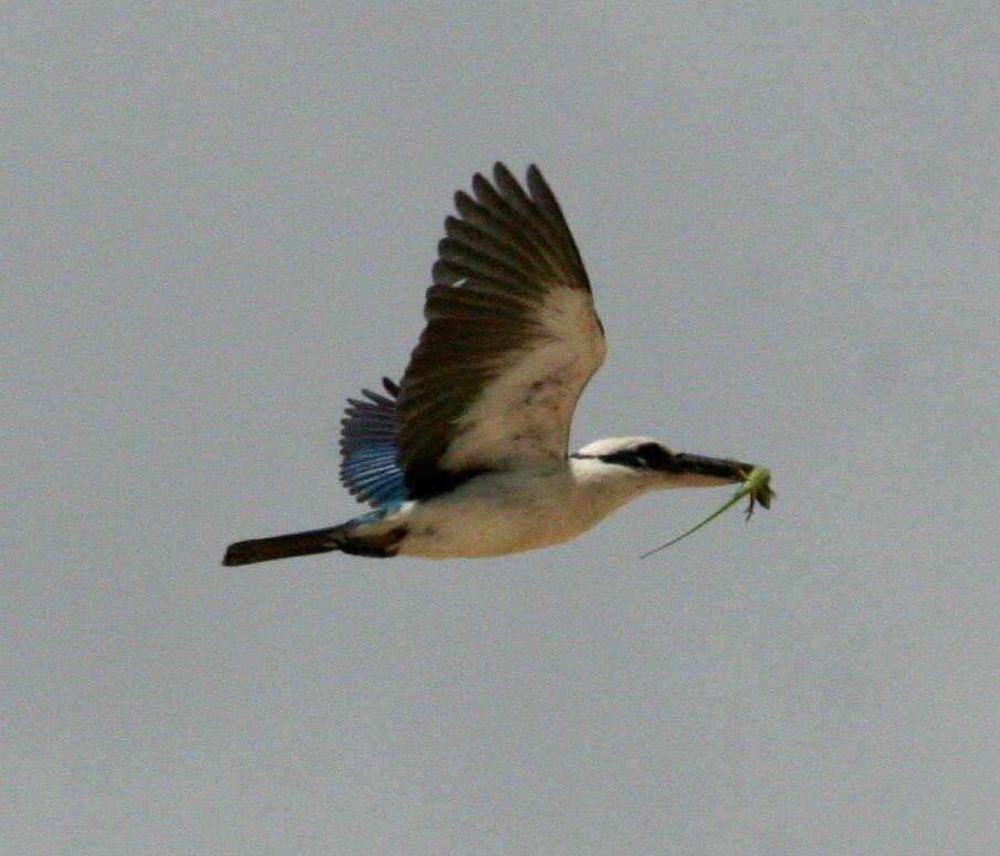Mariana Kingfisher