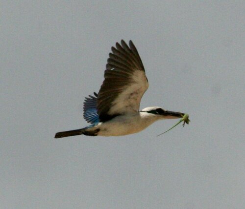 Mariana Kingfisher