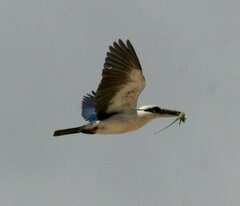 Mariana Kingfisher photo 1