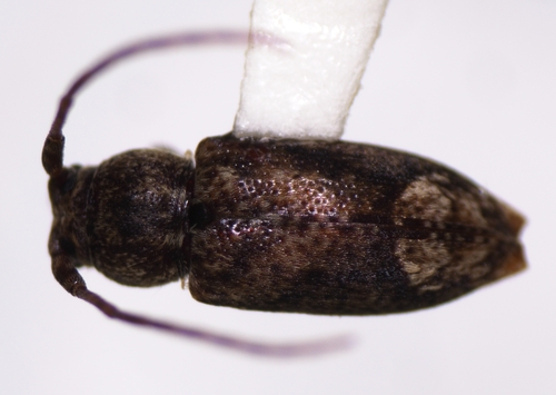Pterolophia lateripicta observed 2024-03-17
