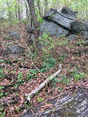 Dicentra cucullaria