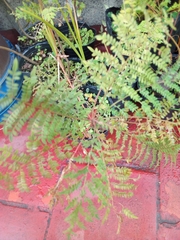 Jacaranda mimosifolia