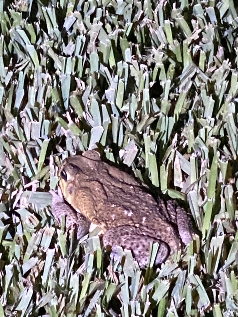 Cane Toad from Sanibel Island, Sanibel, FL, US on May 28, 2020 at 09:04 ...