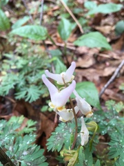 Dicentra cucullaria